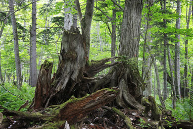 天然林のイメージ