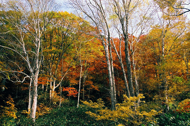 日本の森は樹種も様相も多様