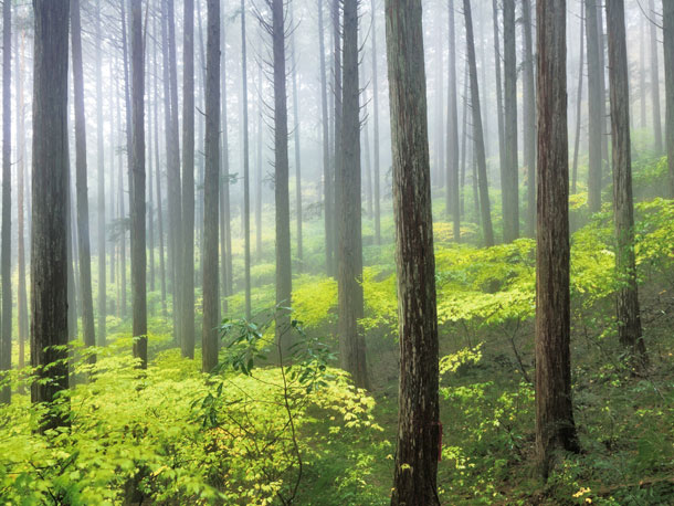 人工林（育成林）スギ林の写真
