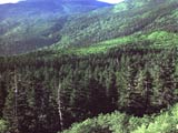 亜高山帯のオオシラビソの写真