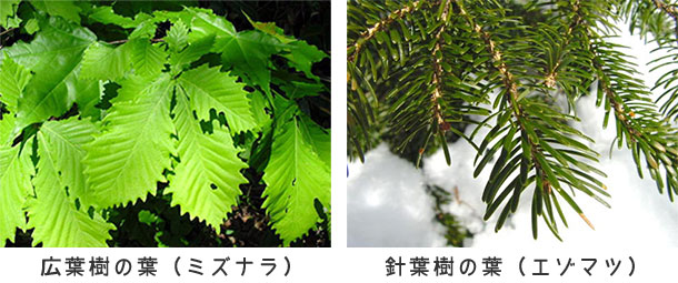 広葉樹・ミズナラの葉の写真。針葉樹・エゾマツの葉の写真