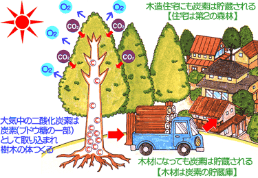 木材の炭素貯蔵のイメージ