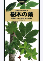 樹木の葉