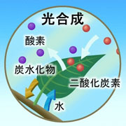 光合成のイメージ図