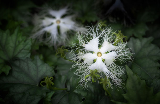 黄烏瓜の花