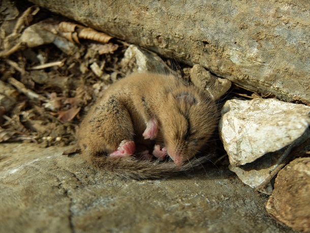 写真AC「秩父の山でヤマネに遭遇」作者:NOKOGA