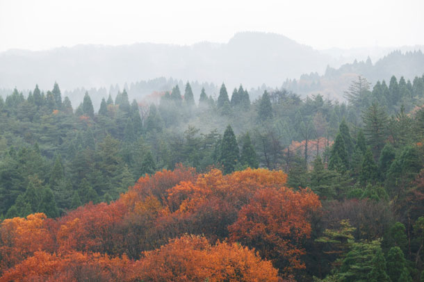 紅葉で色づいた朝霧の森／富山県の写真