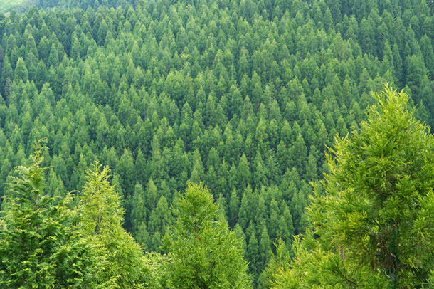 日本の森林（杉木立）- 兵庫県神崎郡峰山高原
