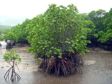 亜熱帯多雨林 マングローブ