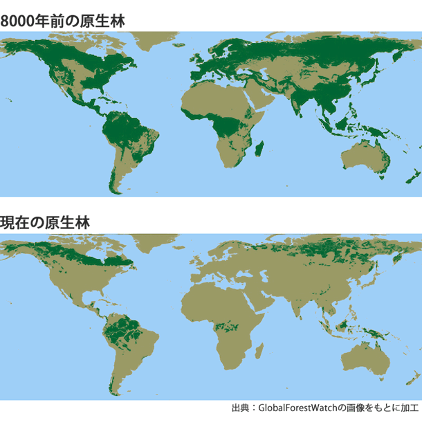 森林減少 森林破壊 森林消失の原因