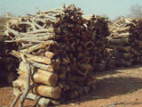 燃料用木材の過剰な採取