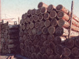 木材需要の増大