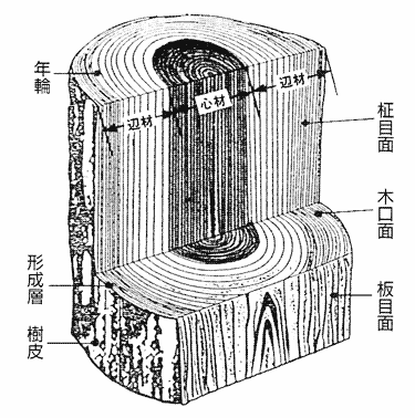 樹幹の模式図