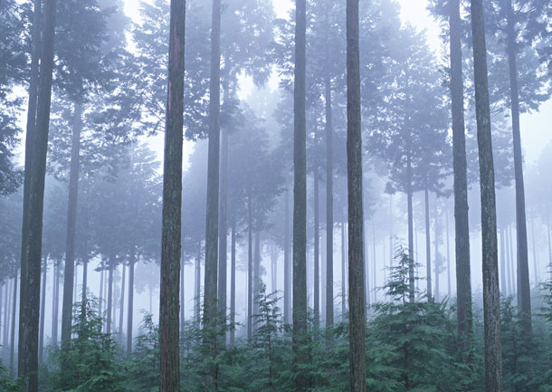 森の木立の写真