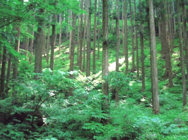 京都議定書の第一約束期間では330万haの間伐が必要でした