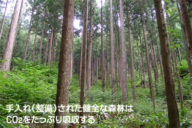 手入れされた健全な森林の写真