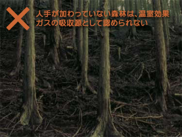荒廃した森林　京都議定書で吸収源として認められない