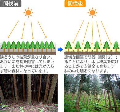 間伐前後のイメージ図