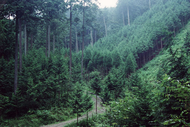 日本の林業地の写真
