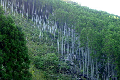 台風により風倒被害を受けた森林の写真