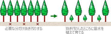 育成複層林のイメージ図