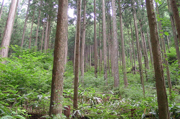 資源の循環利用林
