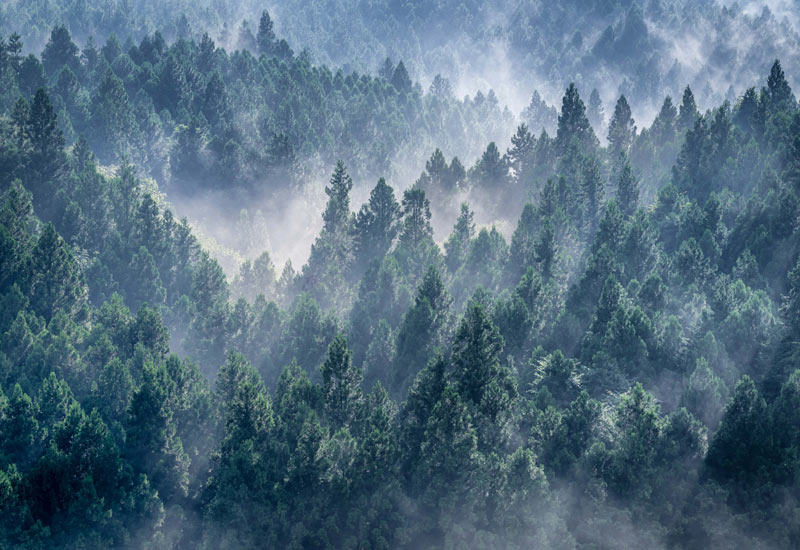 三大人工美林 整然と美しく、人の手で育てられた日本を代表する三つの森の写真