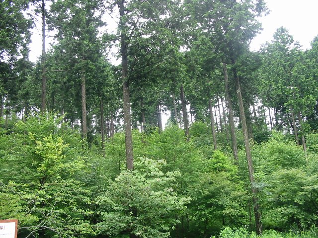 育成複層林 上層木を伐採しても緑を維持の写真