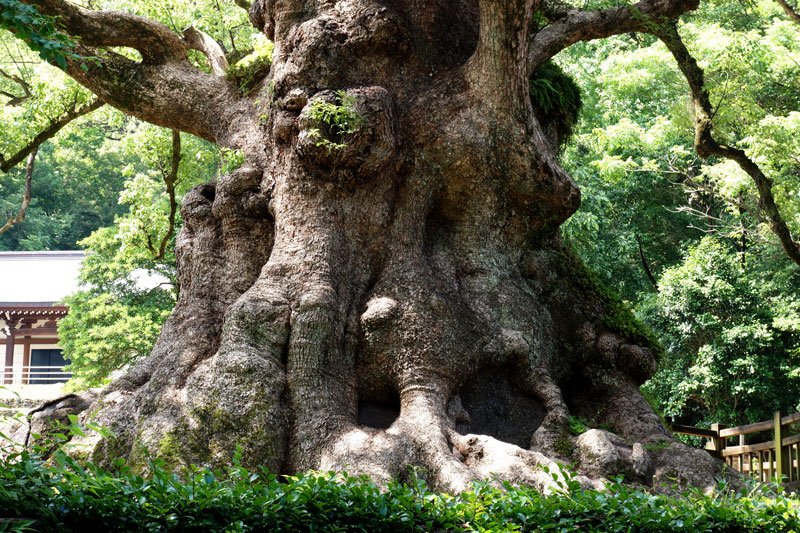 巨樹 長い歴史を生きてきた「生きた文化財」の写真