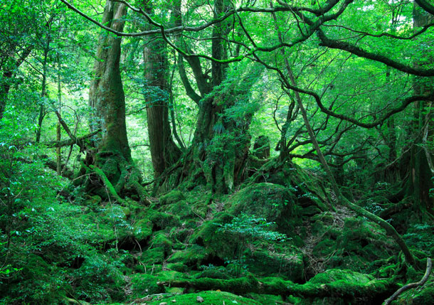 もののけ姫の森 の写真