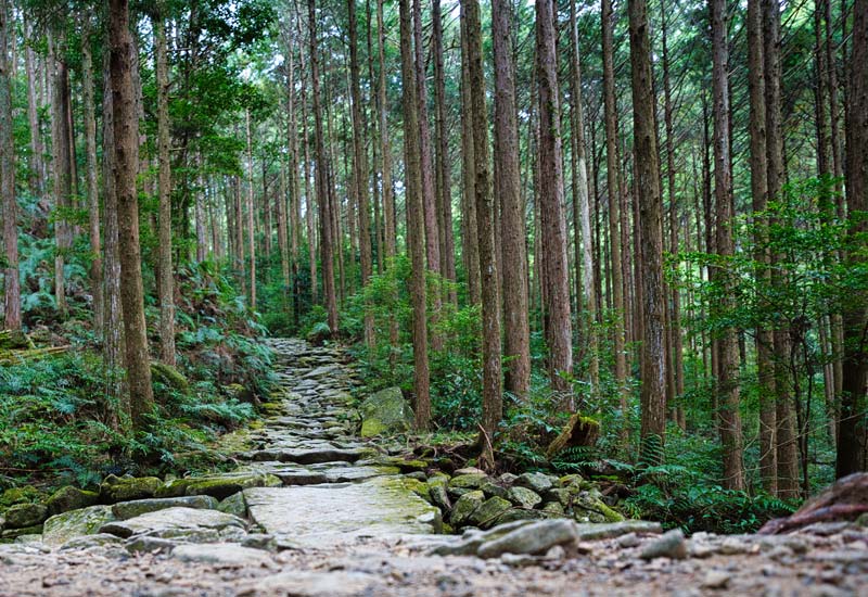 尾鷲美林の写真