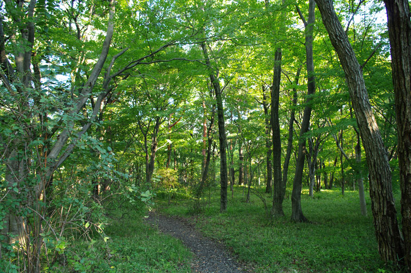 里山林 人と自然が育ててきた半自然の森林の写真