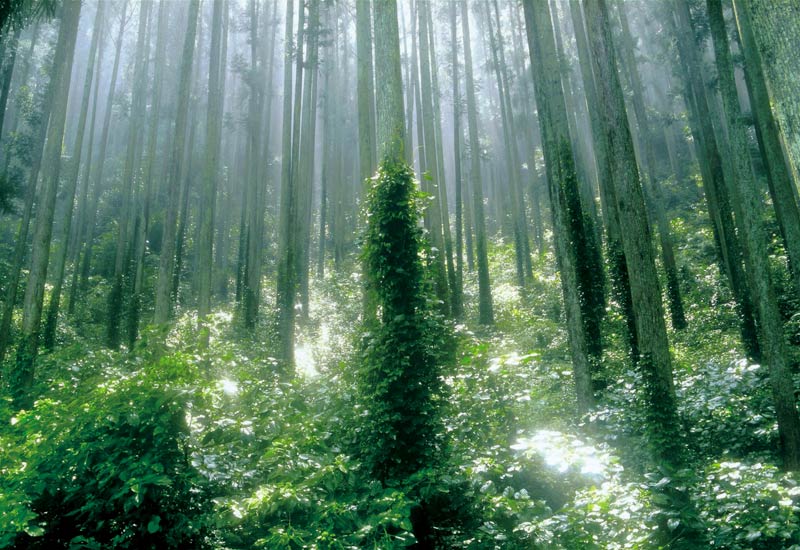 天竜美林の写真