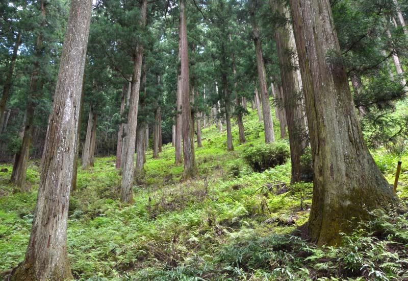 吉野美林の写真