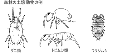 森林の土壌動物、ダニ類、トビムシ類、ワラジムシ