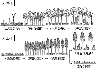 森林の発達段階の模式図