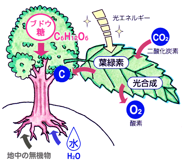 光合成 森林生態系の原動力