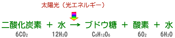 光合成の化学反応式 二酸化炭素＋水→ブドウ糖＋酸素＋水