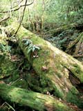 森林の老齢段階　倒木の写真