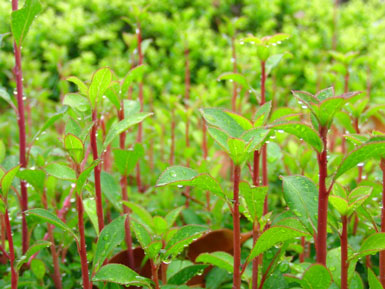 植物は、何も食べなくても生きていけるし、成長できる
