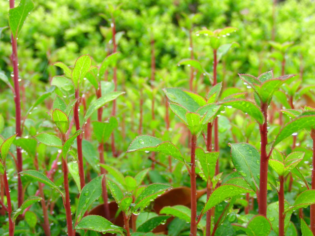 すべての動物の食糧を賄う生産者 植物 森林 林業学習館 すべての動物の食糧を賄う生産者 植物 森林 林業学習館