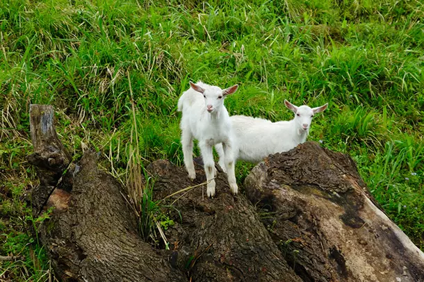 草食動物は、生産者である植物を摂食することによりブドウ糖を得ている