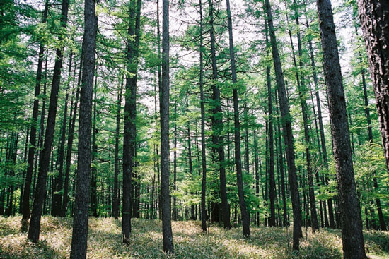 陽樹の森林（カラマツ林／栃木県日光市）<br /> &copy私の森.jp写真部