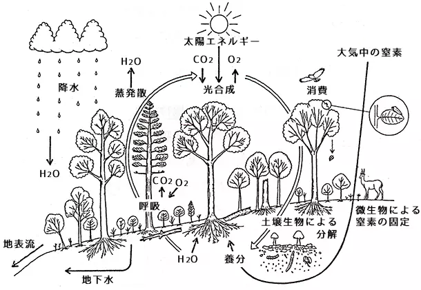 森林生態系の模式図　Fujimori，2001より