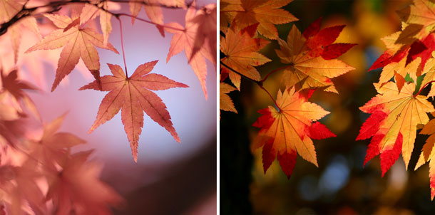 モミジ 紅葉 とカエデ 楓