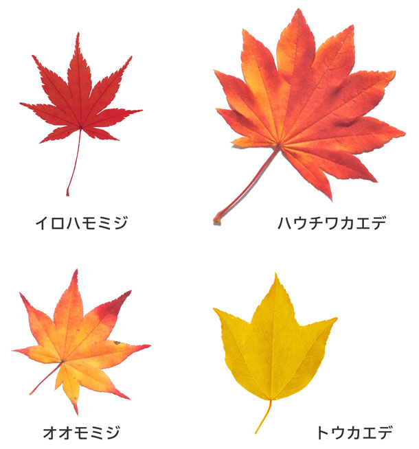 モミジ 紅葉 とカエデ 楓