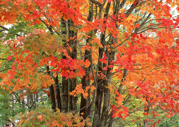 紅葉と黄葉の写真