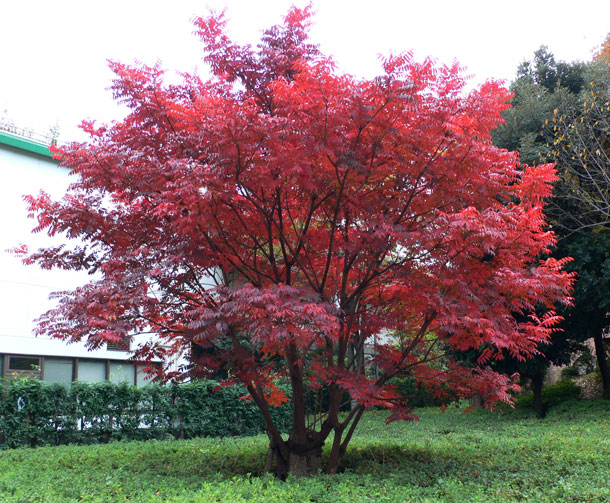 紅葉愁情