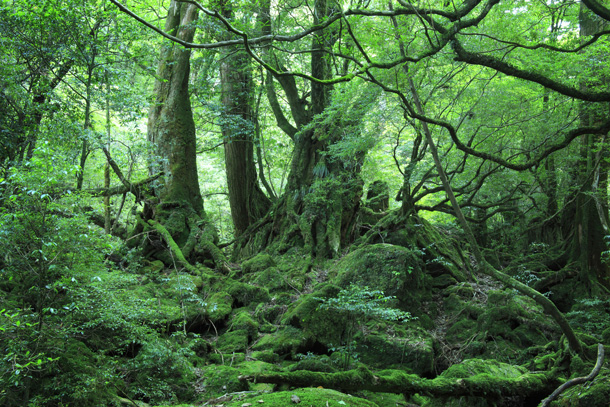 三ノ公川トガサワラ原始林