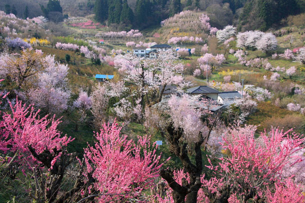 日本の春の象徴「桜」